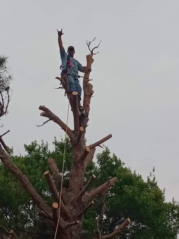 Clint climbing tree for removal