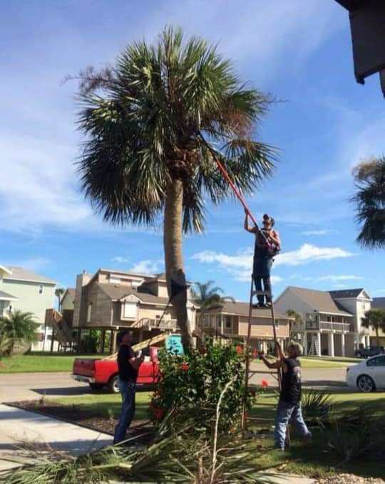 Crew trimming a palm tree